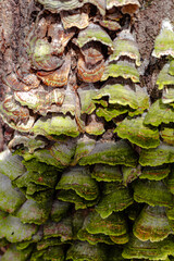 Green and Red Mushrooms on a tree for a textured background