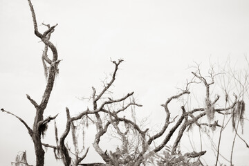 Fototapeta na wymiar Tree tops on Tybee Island
