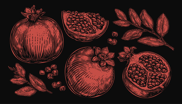 Collection of pomegranate with leaves isolated on black background. Hand drawn vector illustration
