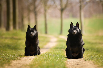 Two dogs of schipperke are sitting in grass. Summer day in nature with dogs. walk with dog	
