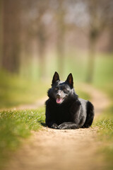 Young female of schipperke is laying in grass. She has so nice face. She is so patient model.	
