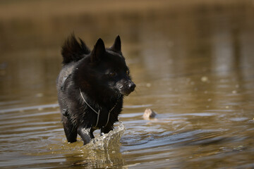 Young female schipperke standing in the water in a pond. She has such a pretty face. She's such a...