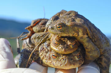 *Amphibien  - Klumpen*