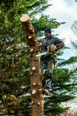 Adult male cutting top off pine tree with chainsaw