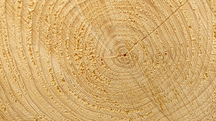 Wood Texture Wavy Ring Slice Tree Stump Top View Stock