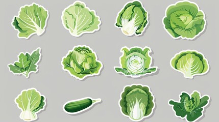 Fresh Green Cabbage Icon Stickers for Healthy Decor, Vector Illustration