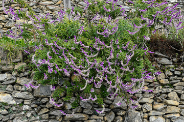 An ornamental sage flowering plant with long pink-violet inflorescences, cultivated on a typical dry stone wall, Liguria, Italy