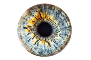 eyeball isolated on white background