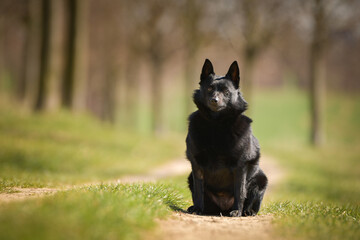 Young female of schipperke is sitting in grass. She has so nice face. She is so patient model.	
