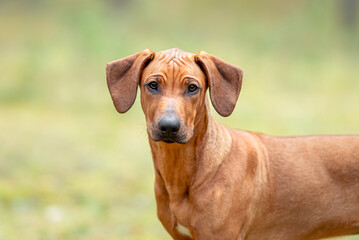 Beautiful purebred rhodesian ridgeback junior puppy, calm blurred background. Close up pet portrait...