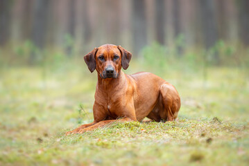 Beautiful purebred rhodesian ridgeback junior puppy, calm blurred background. Close up pet portrait in high quality.