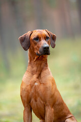 Beautiful purebred rhodesian ridgeback junior puppy, calm blurred background. Close up pet portrait in high quality.