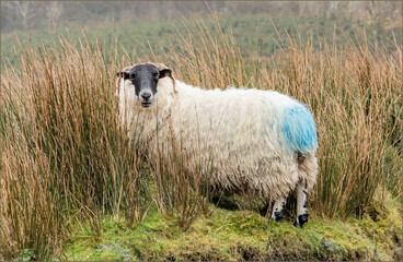 Long haired free range sheep in the undergrowth