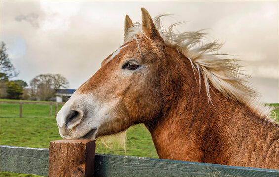 Close up of the head of a Halfinger Horse