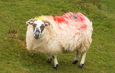 Sheep with multicoloured dyed coat  in the wind