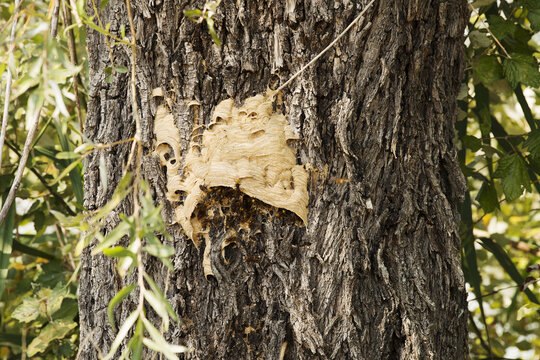he European hornet, Vespa crabro, is an intricate paper nest here built into the hollow of a tree that offers protection from predators and bad weather. A large wasp, and not aggressive-