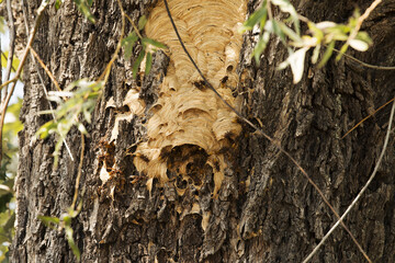 he European hornet, Vespa crabro, is an intricate paper nest here built into the hollow of a tree that offers protection from predators and bad weather. A large wasp, and not aggressive-