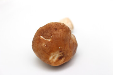 mushroom isolated on white. mushroom to be used in the meal. mushroom details.