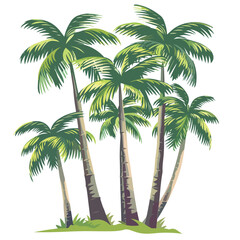 Tree palms isolated flat vector illustration isolat