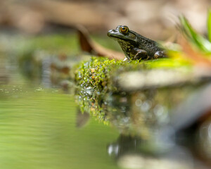 American Bullfrog on a shore 