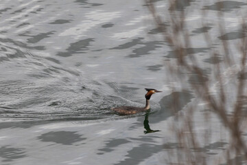 Loons mate with precious ritual! © AGUS