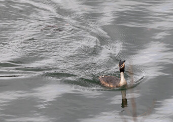 Loons mate with precious ritual! © AGUS