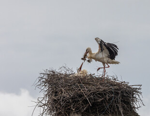 The storks speed up the creation of the nests!