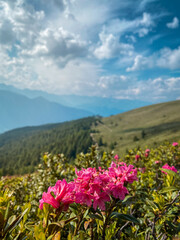 European Splendor: Alpen Rose Blossoms in the Glorious Sunlight of the Alps, Alto Adige
