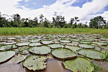 Riesenwasserrosen auf dem Amazons
