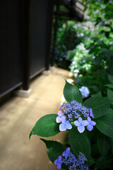 Mountain hydrangea flowers blooming quietly in the backyard
