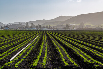 Parallel Green Rows of Freshly Planted Winter Crops San Luis Obispo, Central Coast, California - 765933316