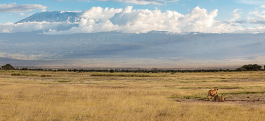 Panorama of Two Lionesses Resting on the Golden Grasses in Front of Mount Kilimanjaro, Kenya, Africa - 765933562
