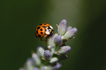 Marienkäfer auf lila Blume