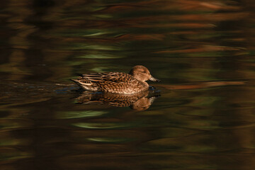 Ente auf dunklem Wasser