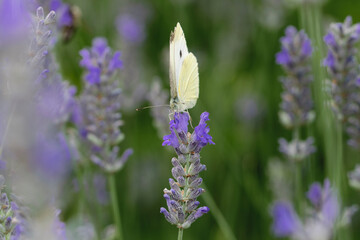 Kohlweißling auf lila Blume © Sebastian