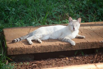 Obraz premium white cat on the fence