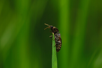 Käfer auf Grashalm