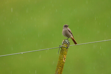 Gartenrotschawanz im Regen auf Zaunpfahl 