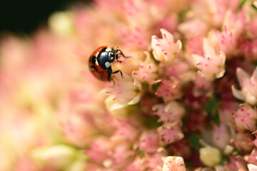 Marienkäfer auf rosa Blume 