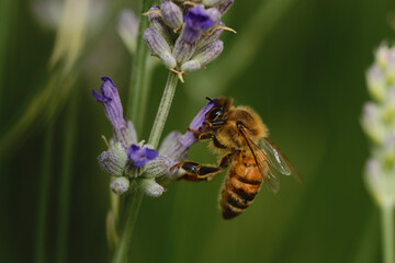 Biene auf lila Blume