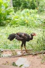 range chicken