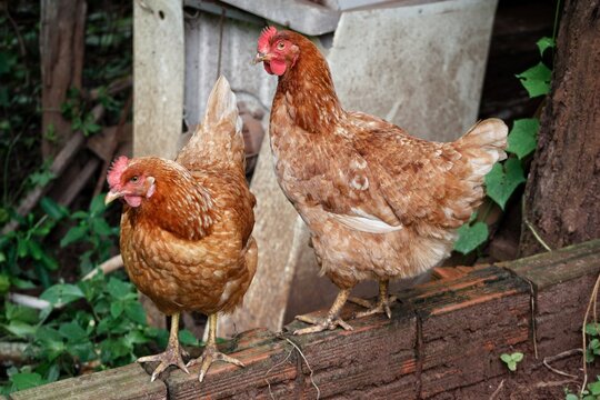 chicken