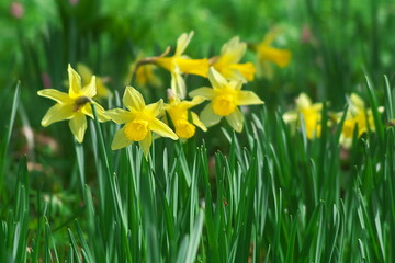 Fototapeta premium Beautiful yellow Daffodils (Narcissus Pseudonarcissus) blooming in a park