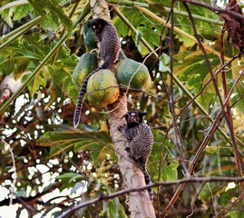 koala on tree