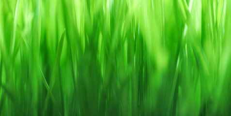 Close up of fresh green grass with shallow dof. Bright green nature background or wallpaper. - 765935931