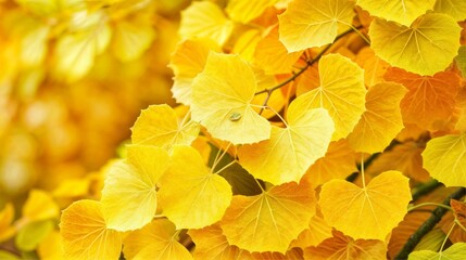 Fototapeta na wymiar Yellow leaves of ginkgo tree in autumn, close-up