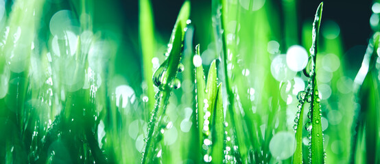 Fresh spring grass covered with morning dew drops. Vibrant colors with shallow dof and shiny water droplets. Showing freshness of spring, environmentally conscious, or other nature backgrounds. - 765936958