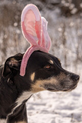 Happy Easter Dog Wearing Bunny Rabbit Headband Costume