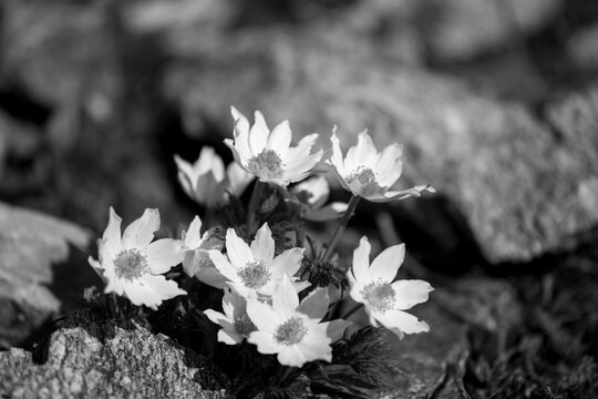 Grown in the rock, in the foreground a flowering plant of Pulsatilla alpina subsp. apiifolia, a perennial herbaceous plant with whitish and yellowish flowers, black and white version