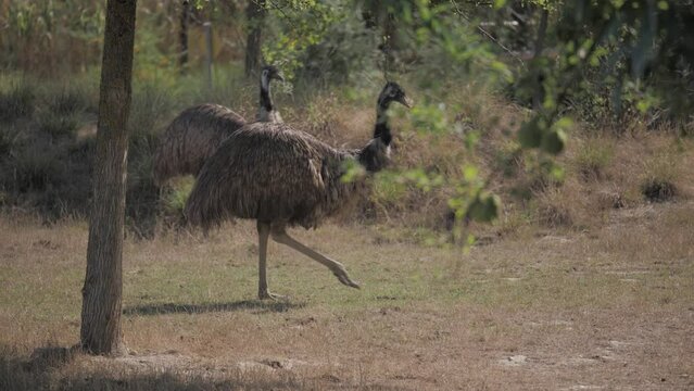 Shot of two emus walking synchronously together.